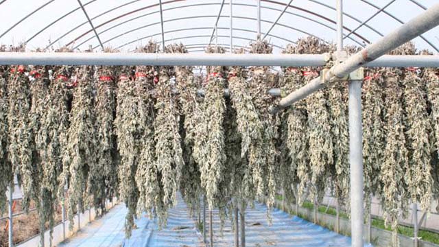 點(diǎn)擊將在新窗口查看全圖 艾葉,艾草